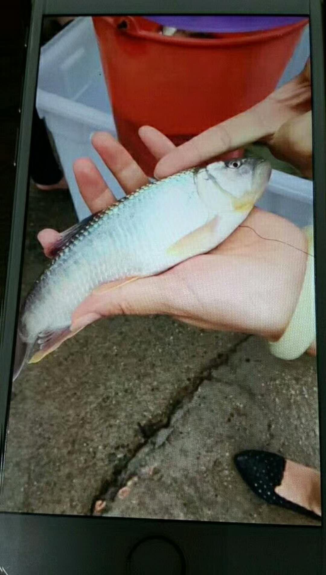 馬口魚